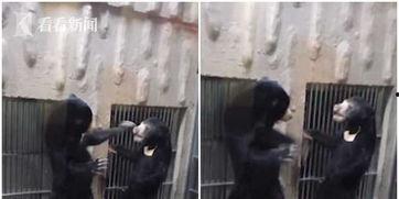 打熊孩子爆料妈妈视频,一场家庭矛盾的公开上演